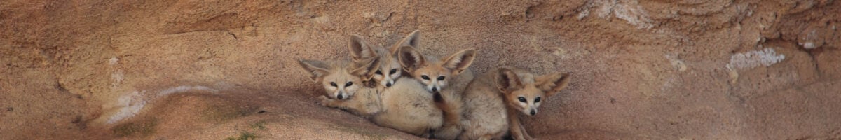 algerie football fennec comment ça marche