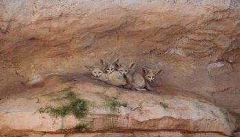 Histoire et calendrier des Fennecs : en Route vers la Coupe du Monde 2026